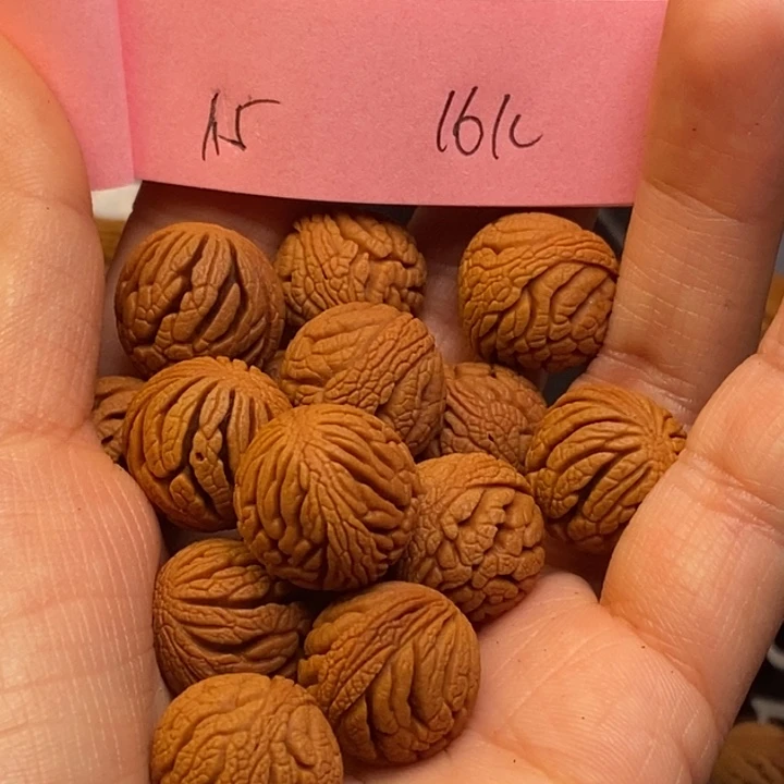 吊坠桃核秦岭龙纹桃核15尺寸