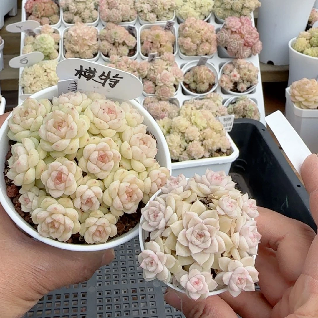 【闪购商品】0210-115（ttp-114）