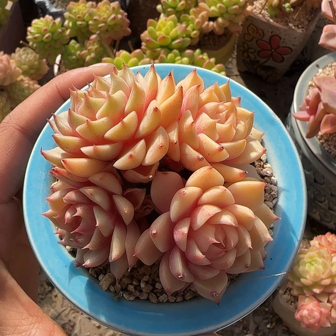 黄金苯吧不带盆土发货