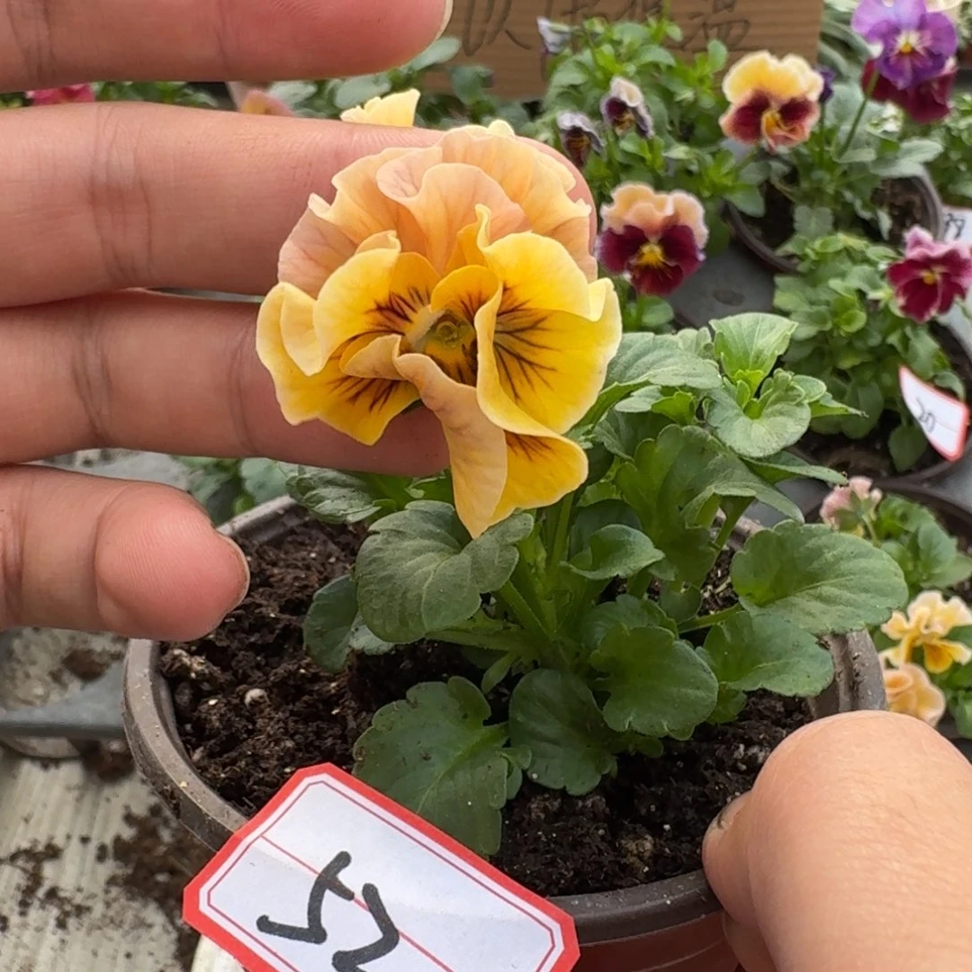 大部分花苞少量开放52