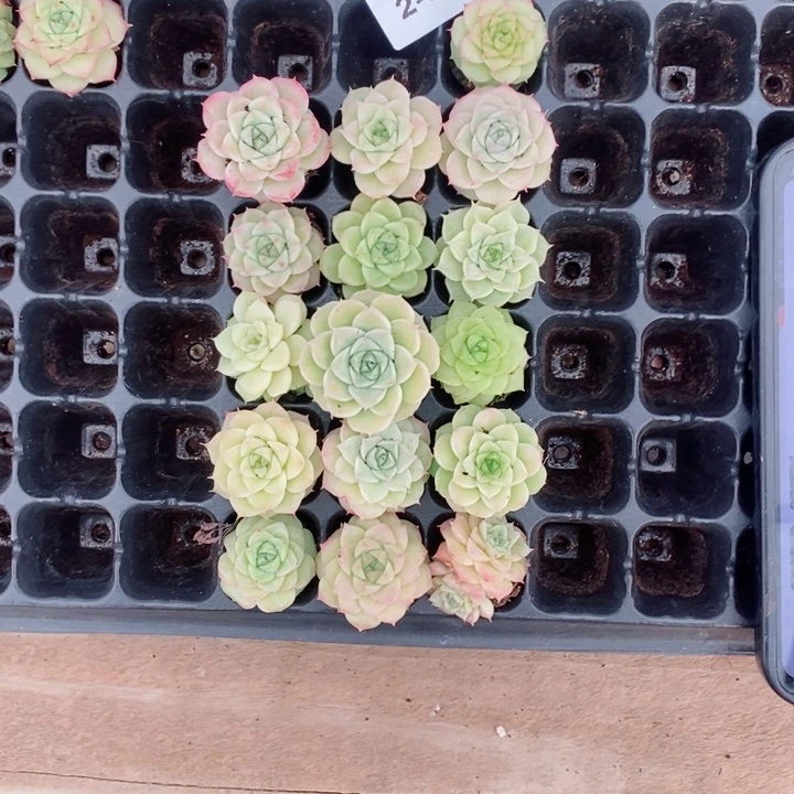 92-810多肉多肉多肉多肉