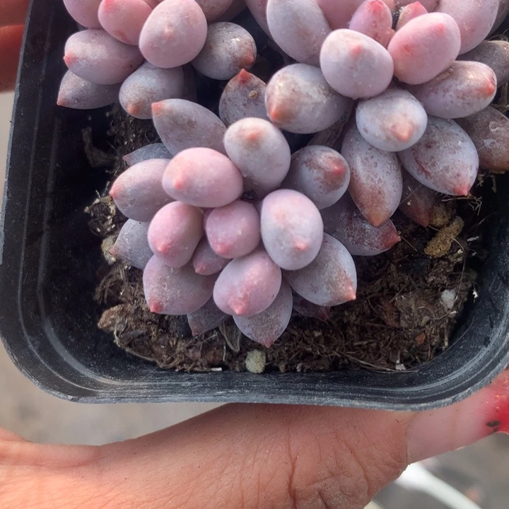 桃花奶   （不满9.99发空盆需要拍保温不拍扣1颗多肉）