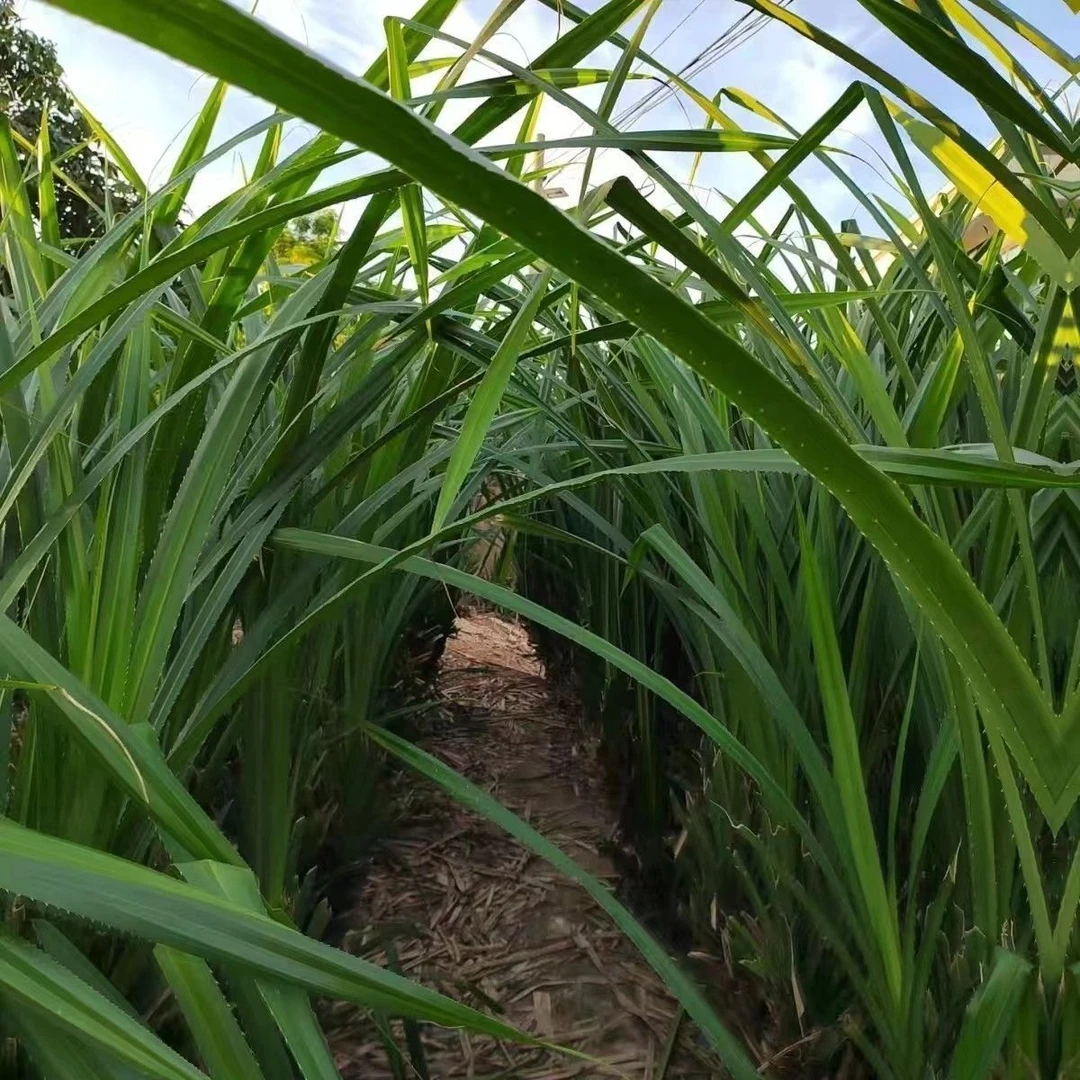 正宗簕古叶假菠萝叶包羊角籺专用