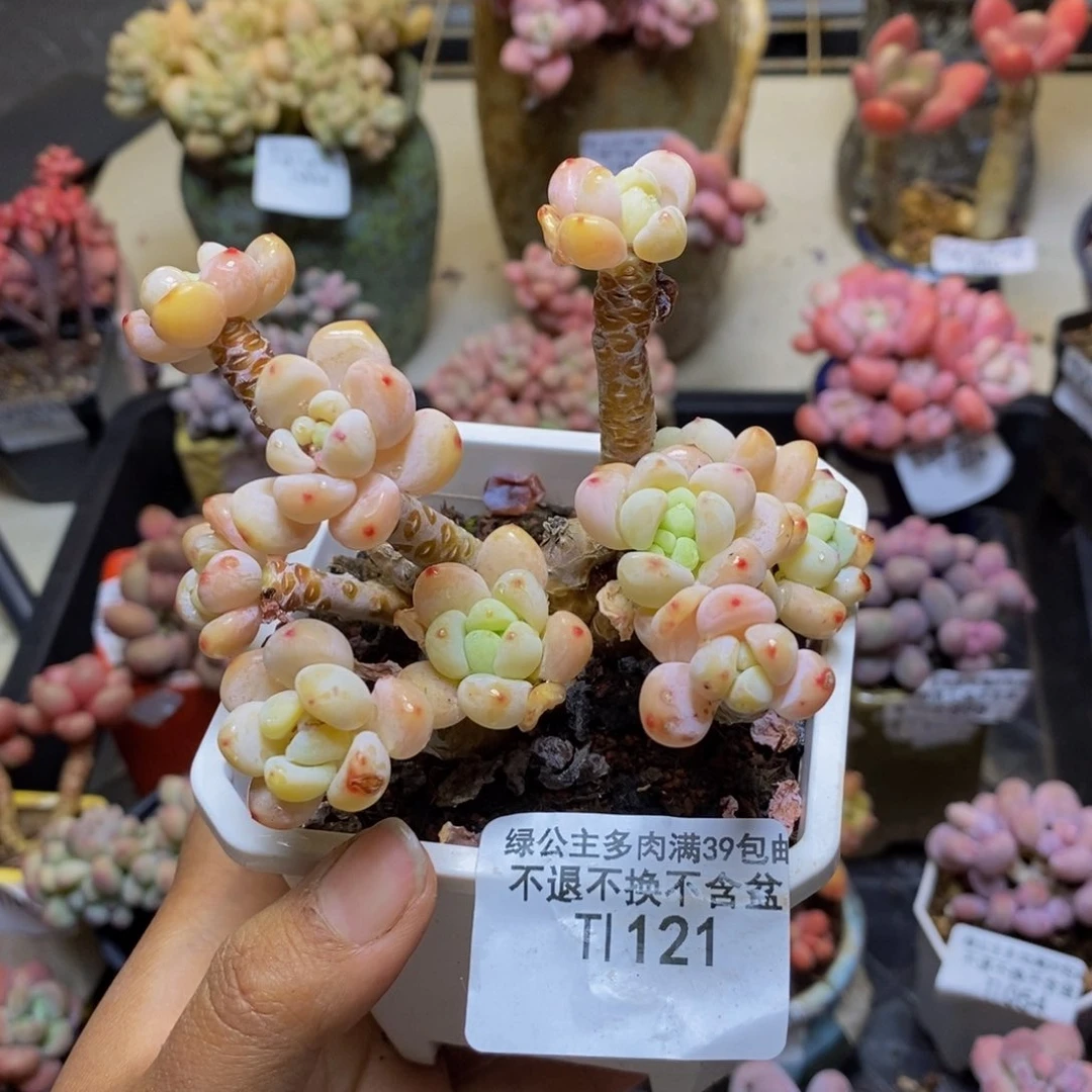 121樱花罗琦多肉有砍