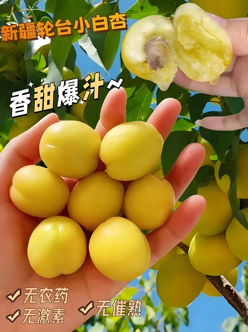 《丹选》新疆小白杏 2.8-3斤/筐 1-2筐 顺丰包邮 坏果包赔