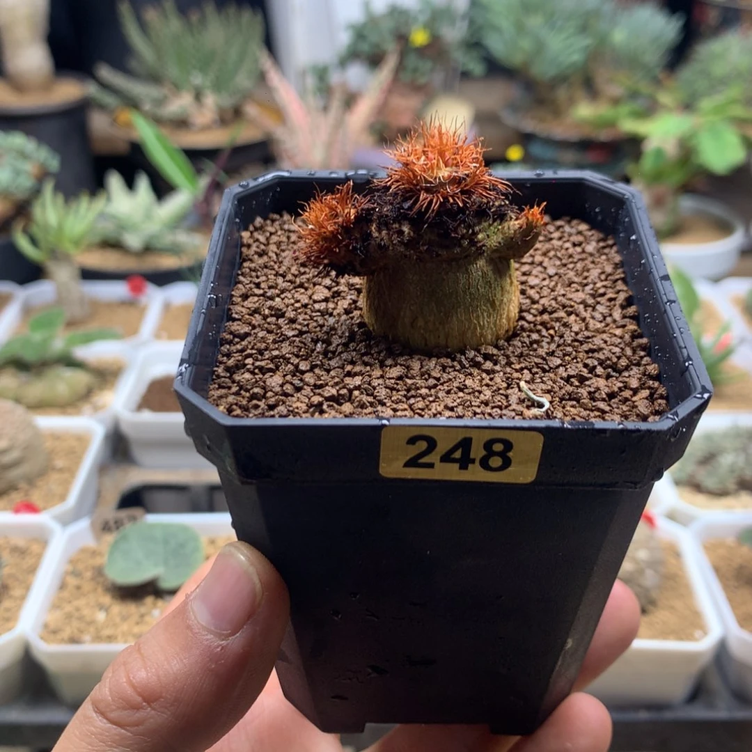 实生象鼻大戟带盆多肉