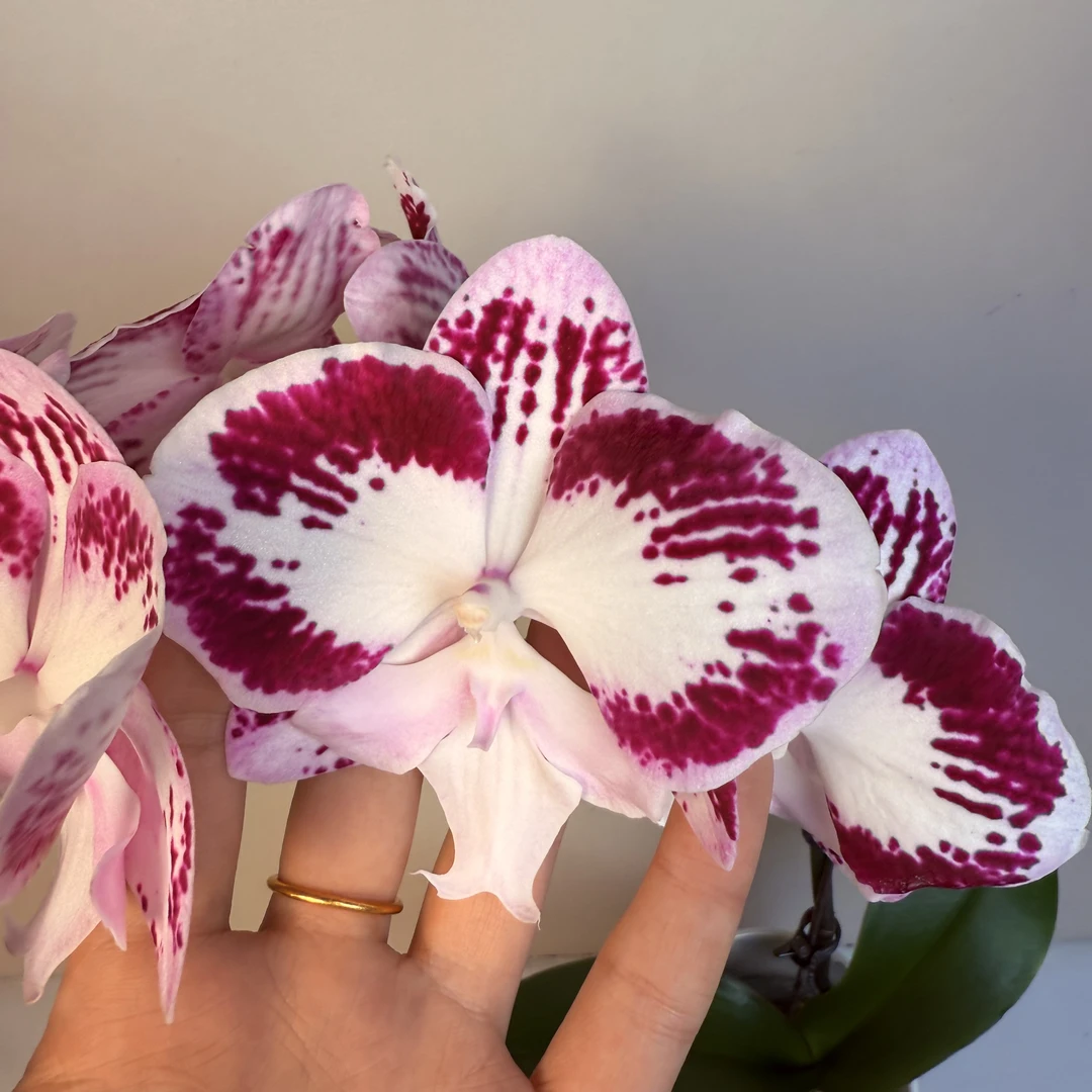 《明兰基地》蝴蝶兰（罗格）带花带少量花苞发货