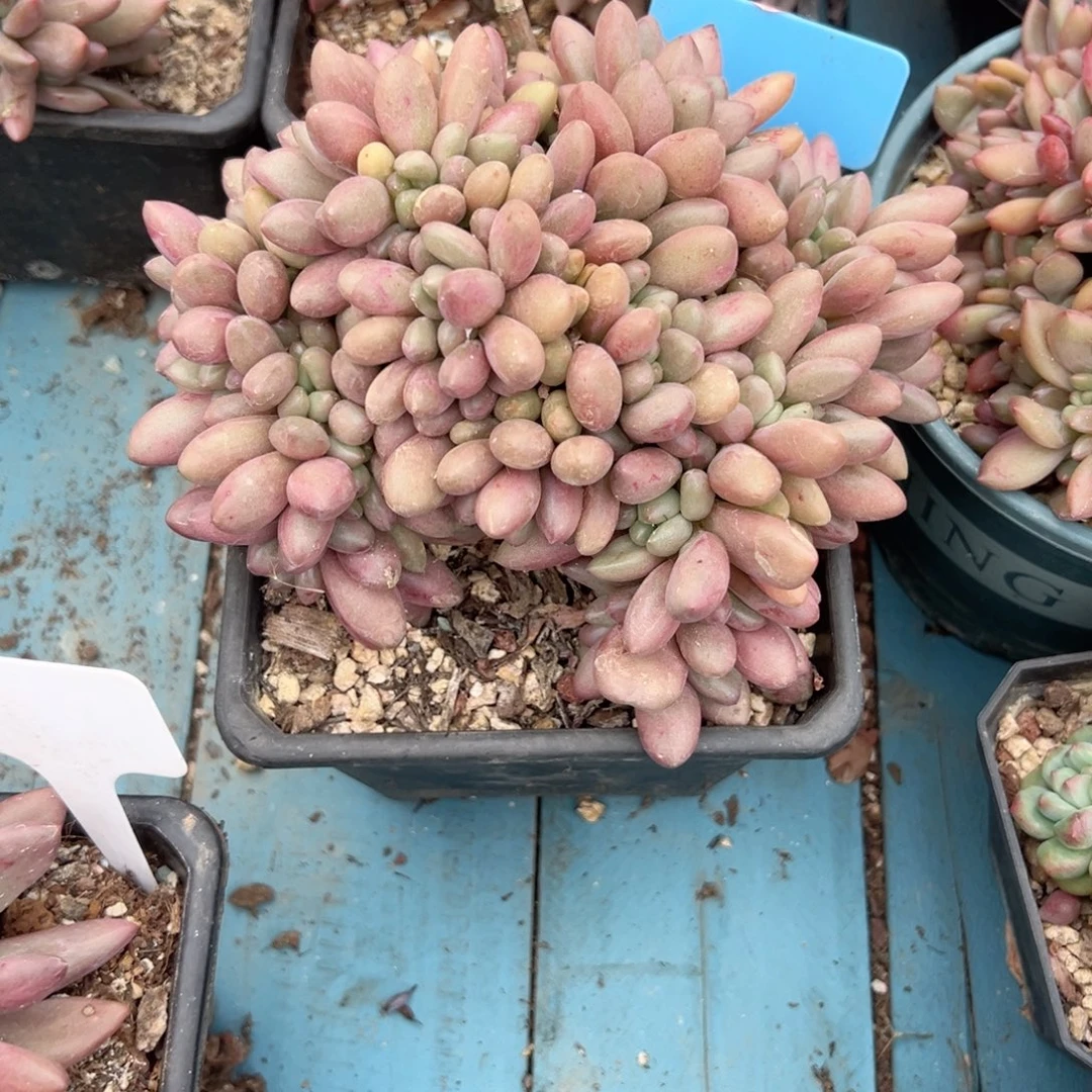 ****金精品多肉植物老桩