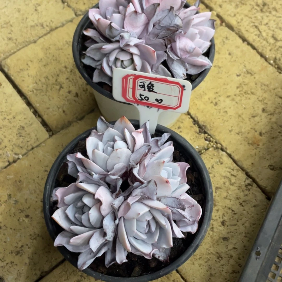可***瓜可爱50。