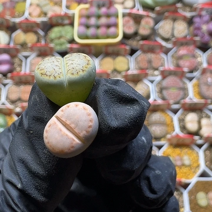 七***安生石花2:：：。  351号