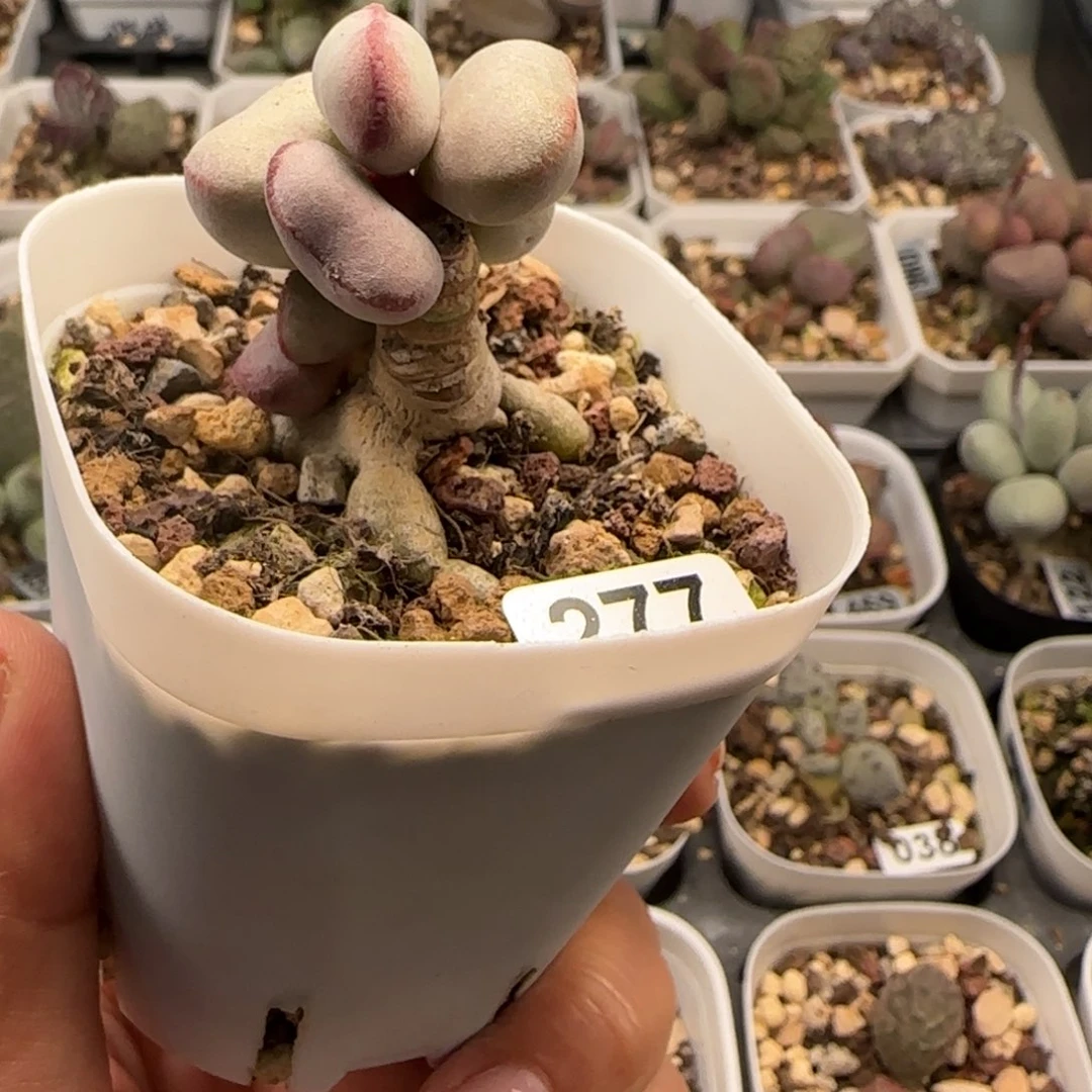 红蛋水泡多肉植物