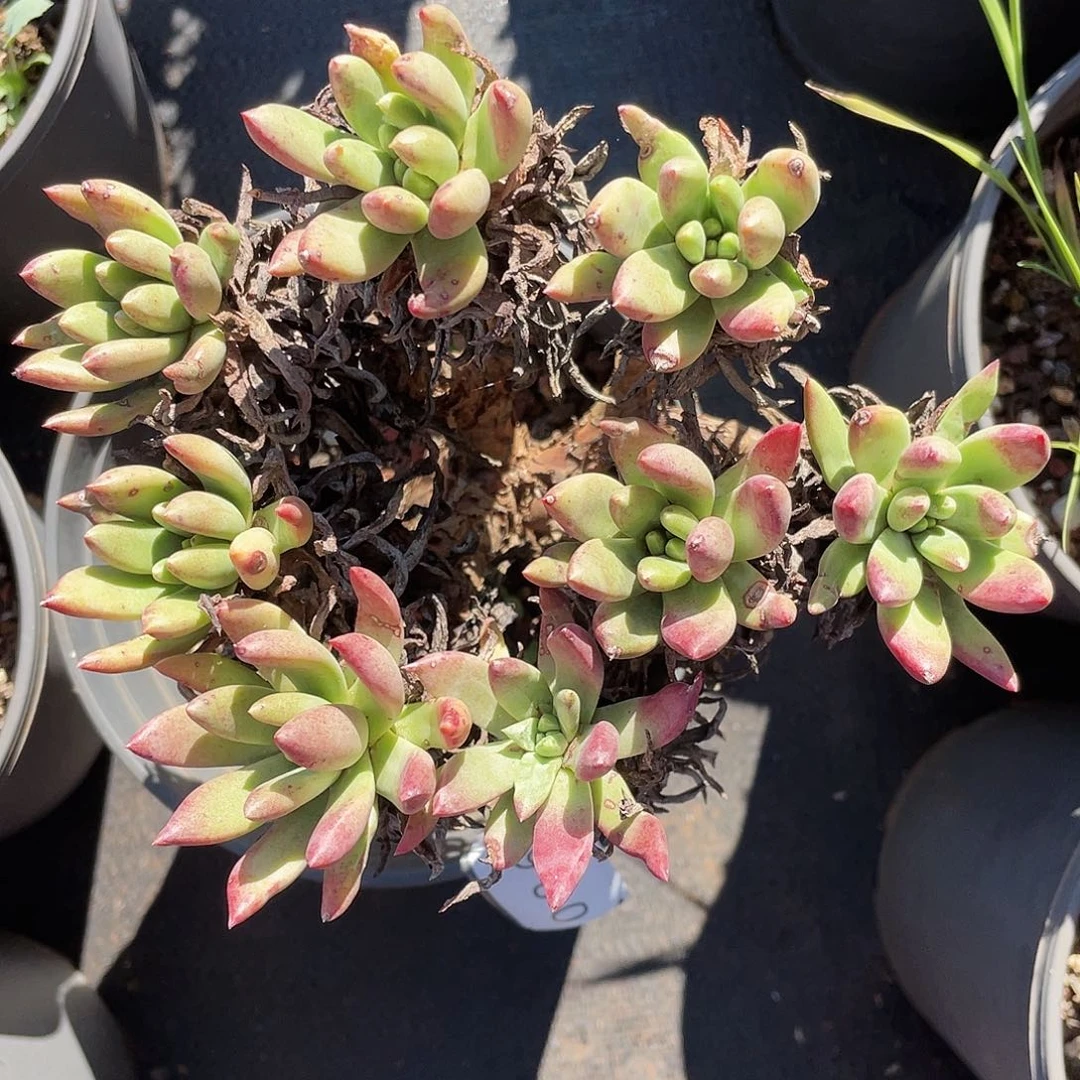 绿豆杂拇指老桩0860