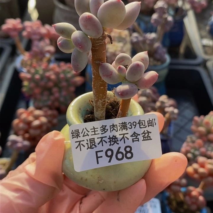 四代苹果奶968多肉植物