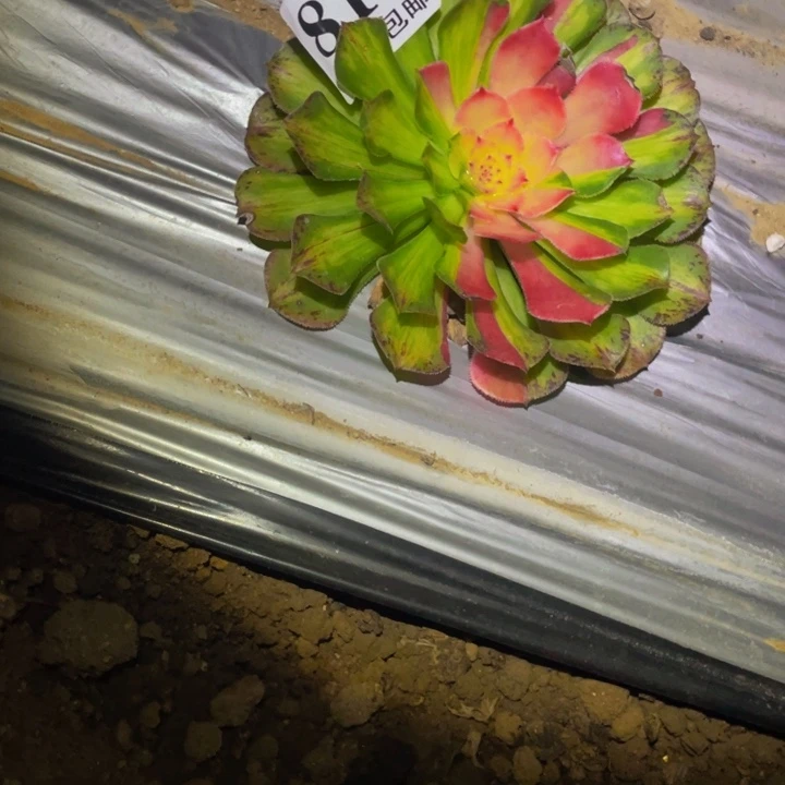 莉***莉814知否多肉植物的