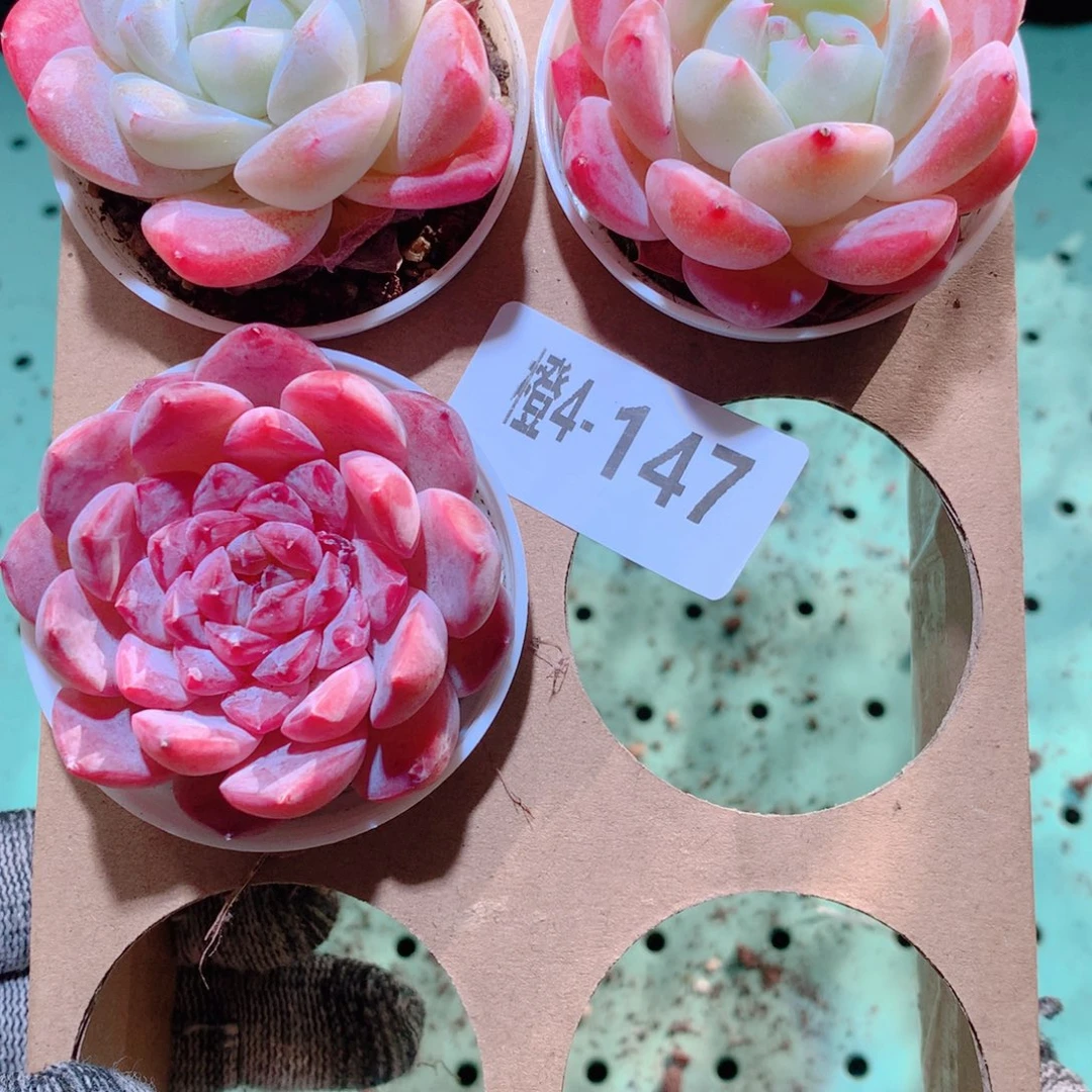 4-147一物一拍多肉带盆3颗