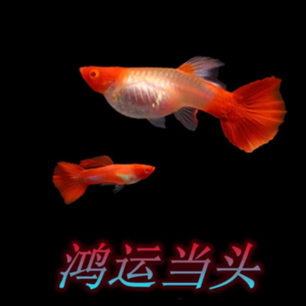 鸿运当头精品孔雀鱼亚层鱼2.5-3cm（入缸不包损）隔天不售后