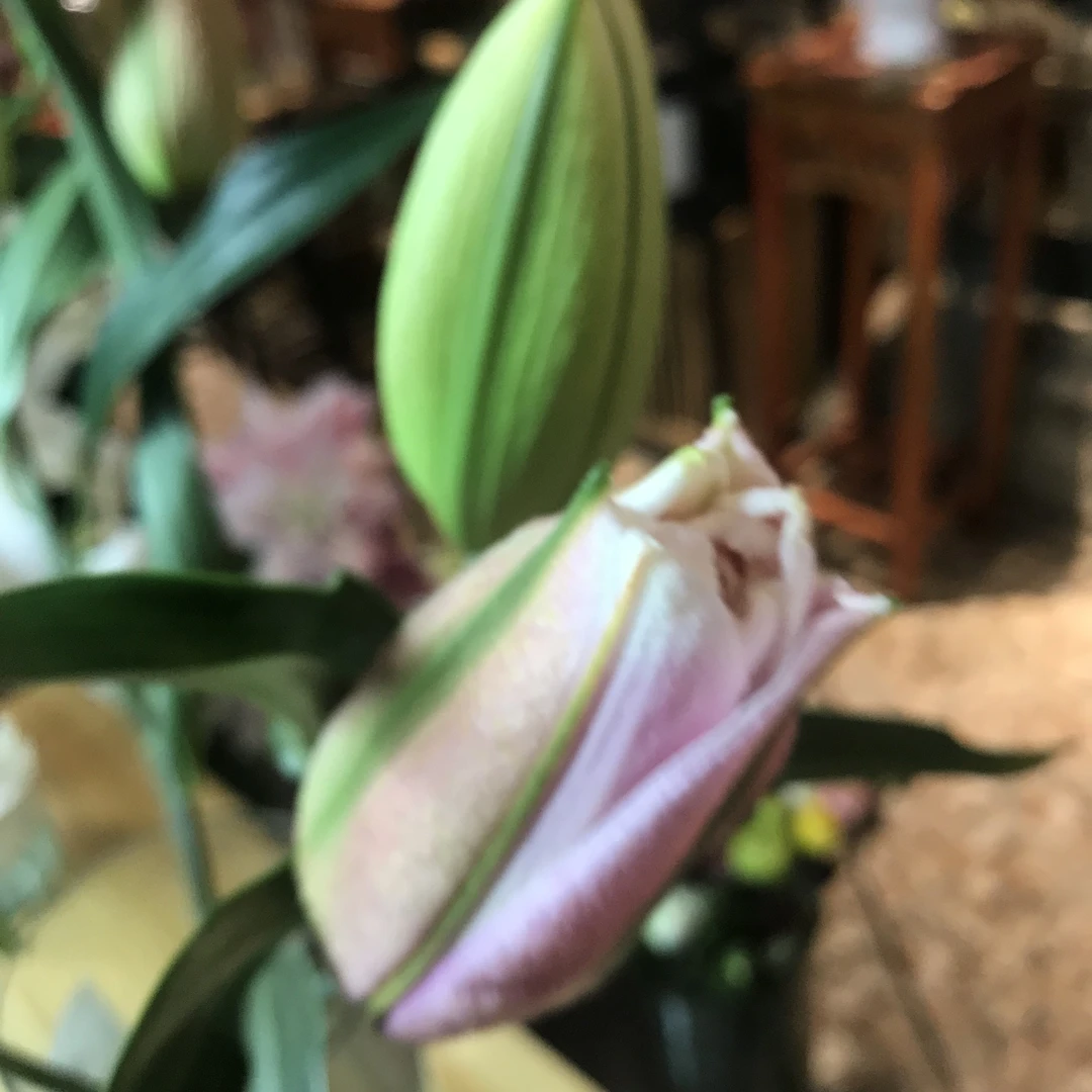 【大粉】重瓣香水百合鲜切花大粉日常养花东北鲜花基地顺丰发货