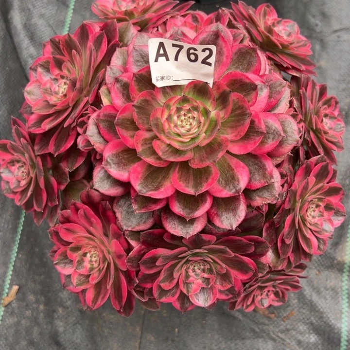 ❤️****762云荷25厘米左右