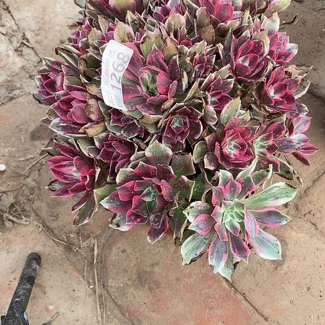 L***Ⅹ1268浣纱多肉植物