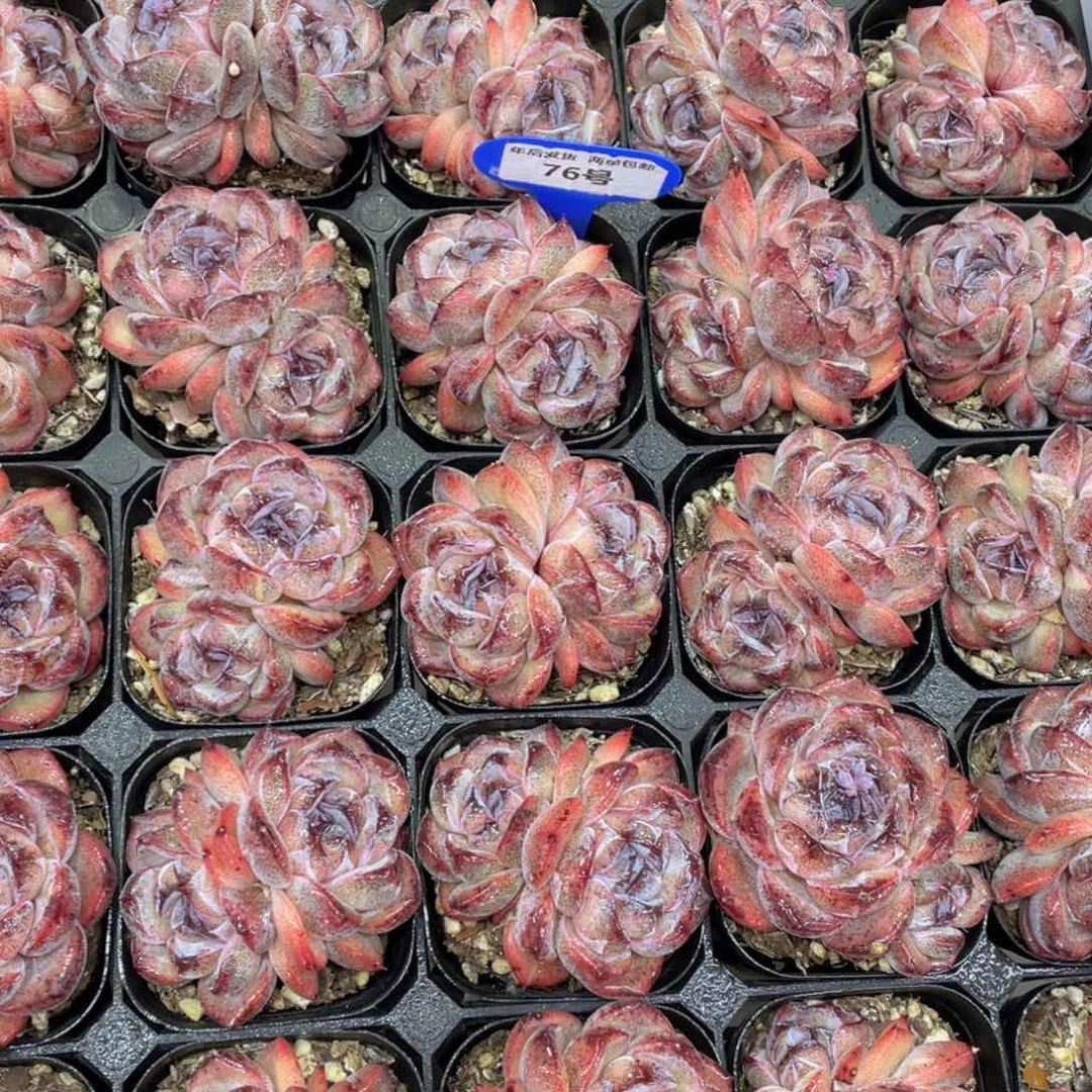 76号丸叶全状态黑橙双头一个