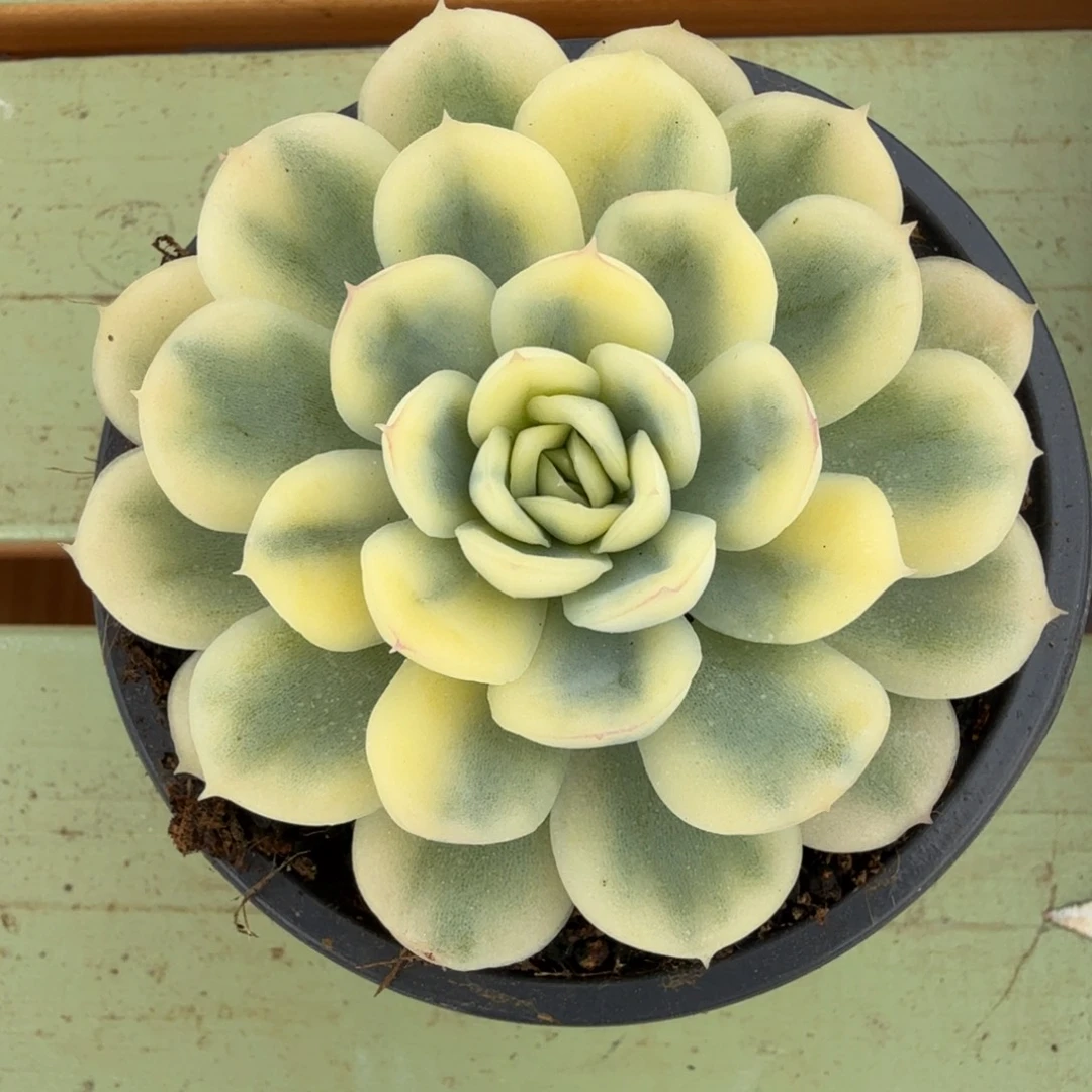 草莓冰锦锦上园艺一物一拍