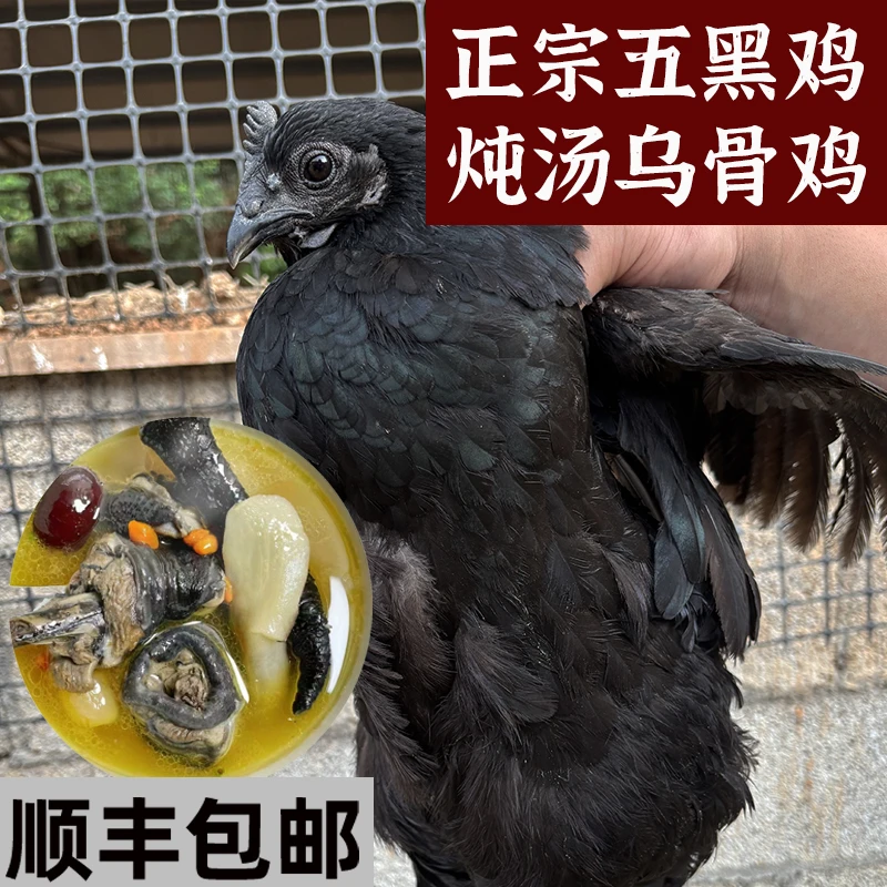 顺丰冷链正宗散养五黑鸡乌骨鸡乌鸡散养跑山鸡土鸡农家散养生态鸡