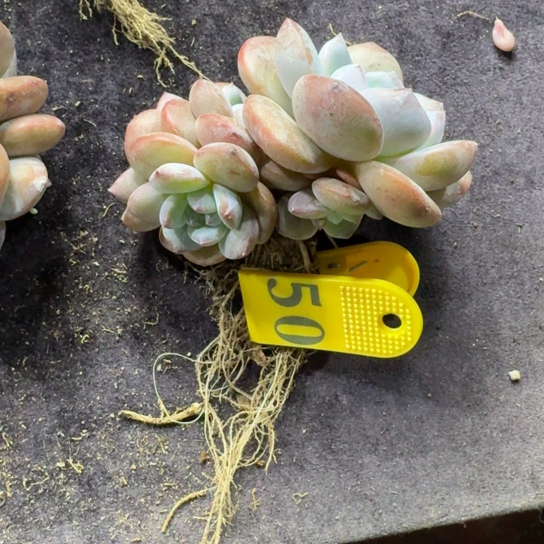 星影7头有砍一物一拍50