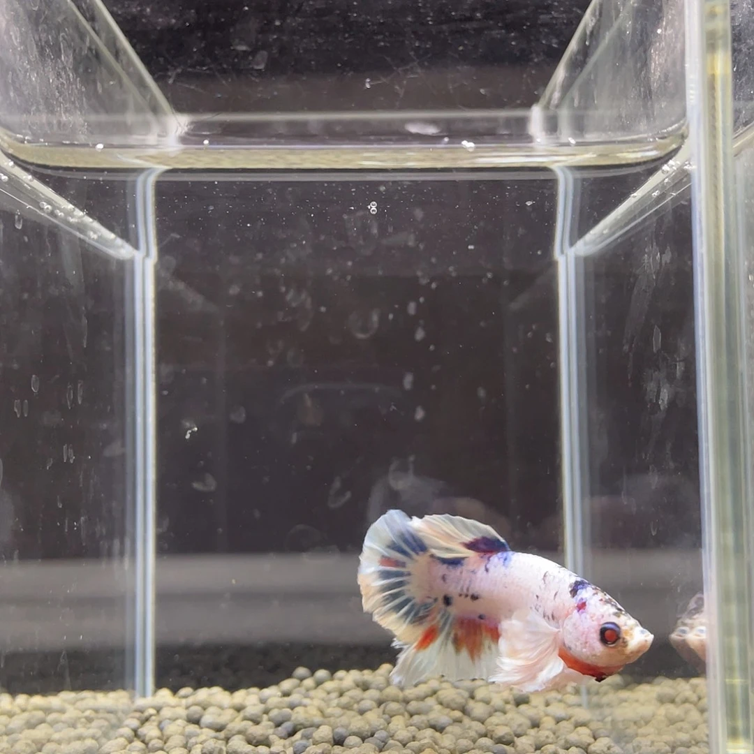 斗鱼39号莫奈大耳将军公