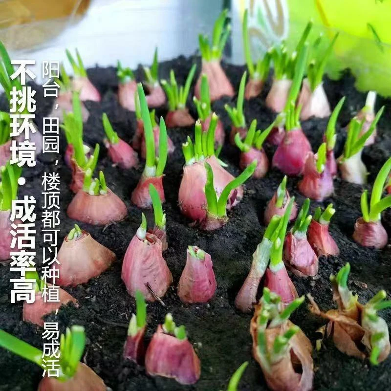 葱头四季小香葱红葱头盆栽头小葱葱头阳台蔬菜盆栽四季小香葱葱头