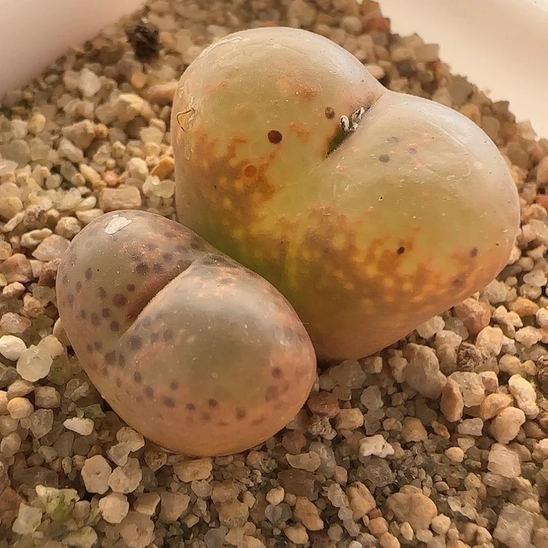 璇*28包邮脱土发货26911