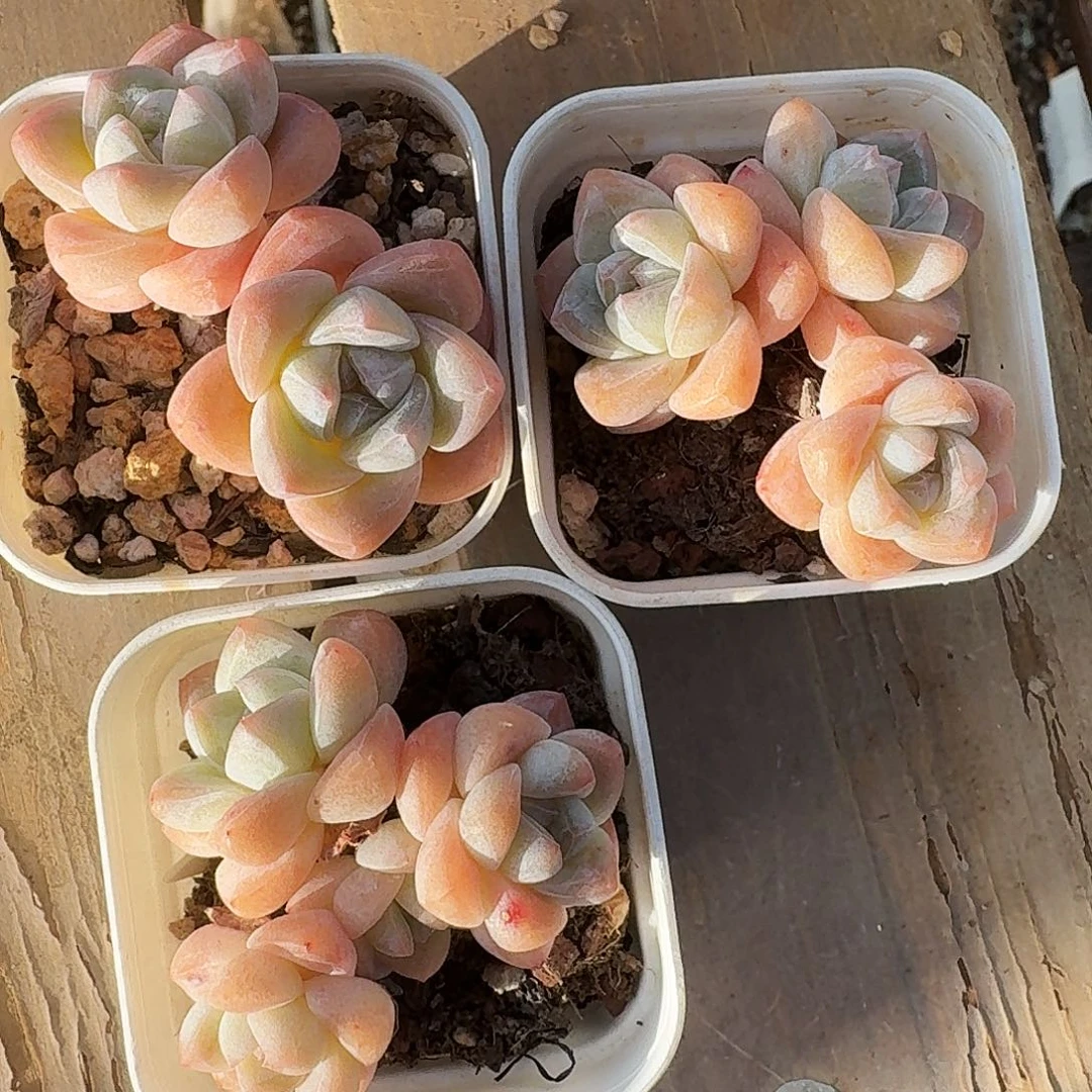 白底冰玉2.3.4头群生老桩