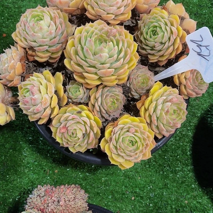 执****丽娟花卉昂斯洛群生