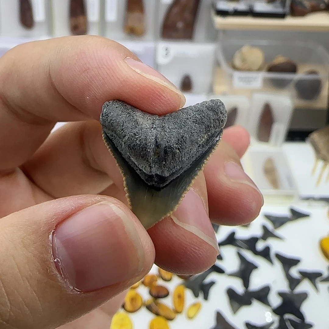 有机玻璃南卡鲨鱼牙化石