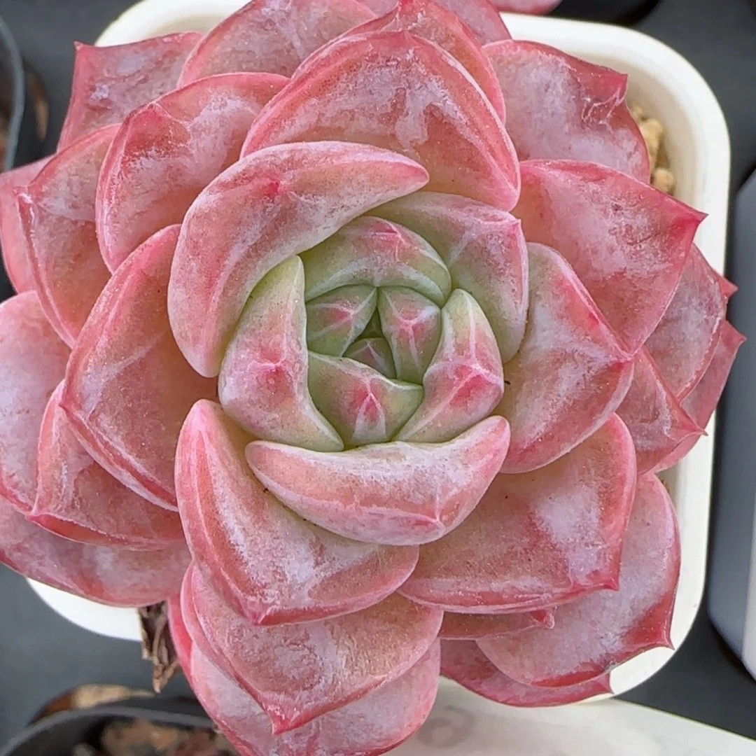 花语逸镜0224-189