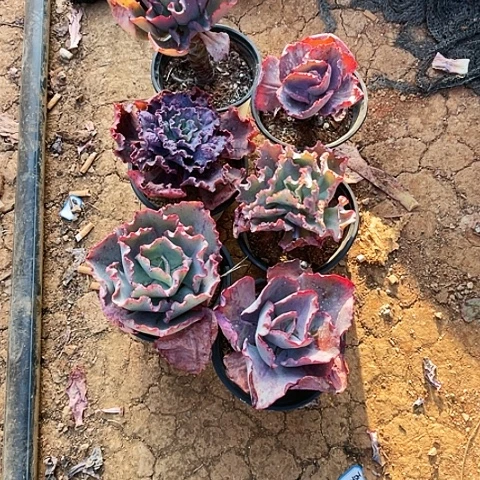 ?****花多肉植物杂交 6棵