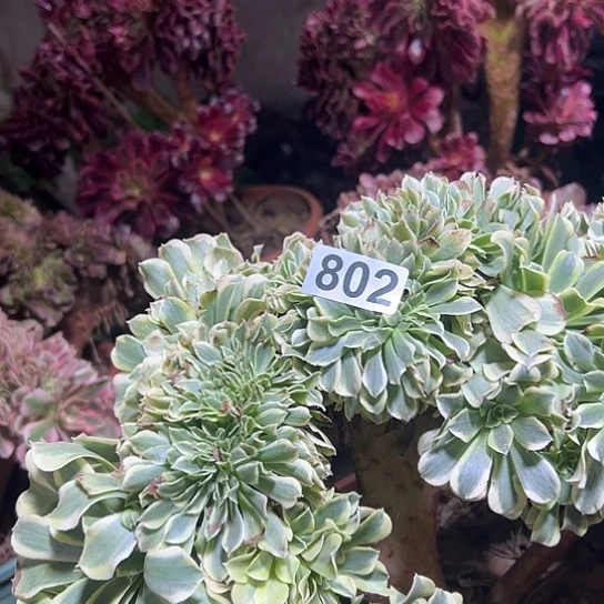 花***卉多肉植物一个绿豆沙802