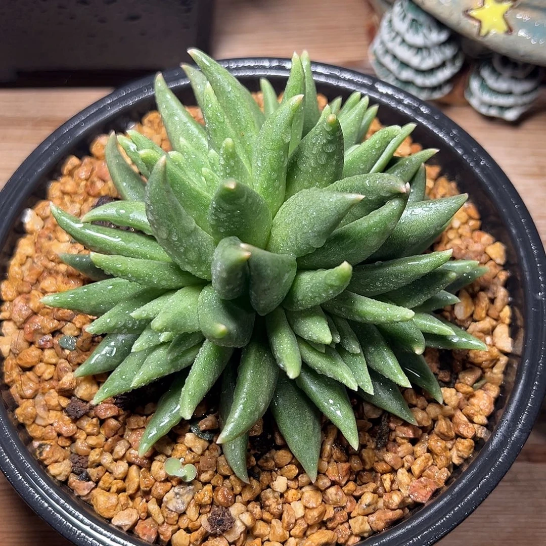 8-06-57精控布丁群