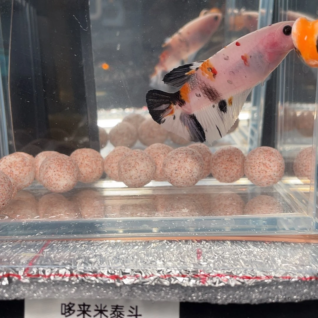 斗鱼12.27 巨斗将军 097