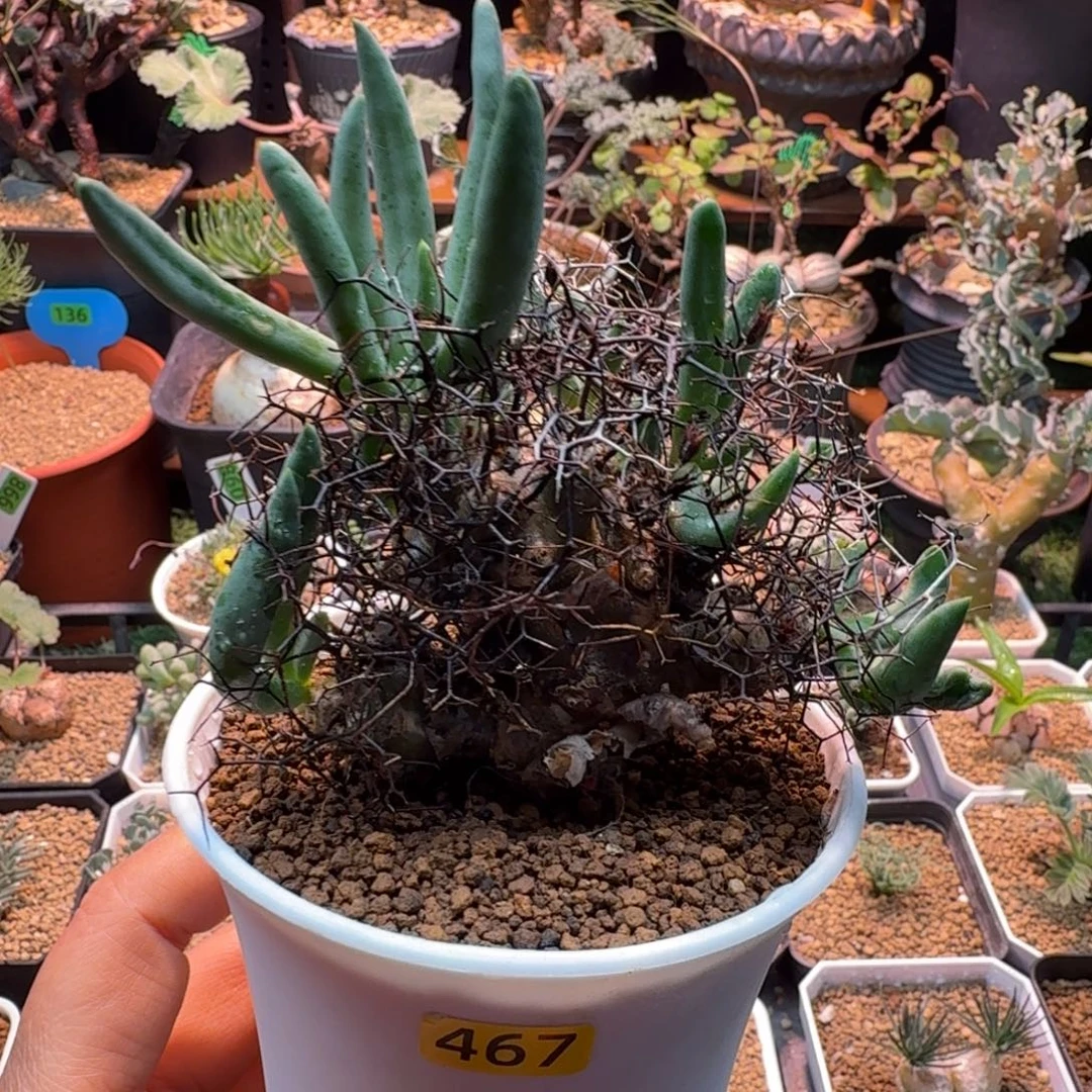 钢丝球万物想467 仙人球