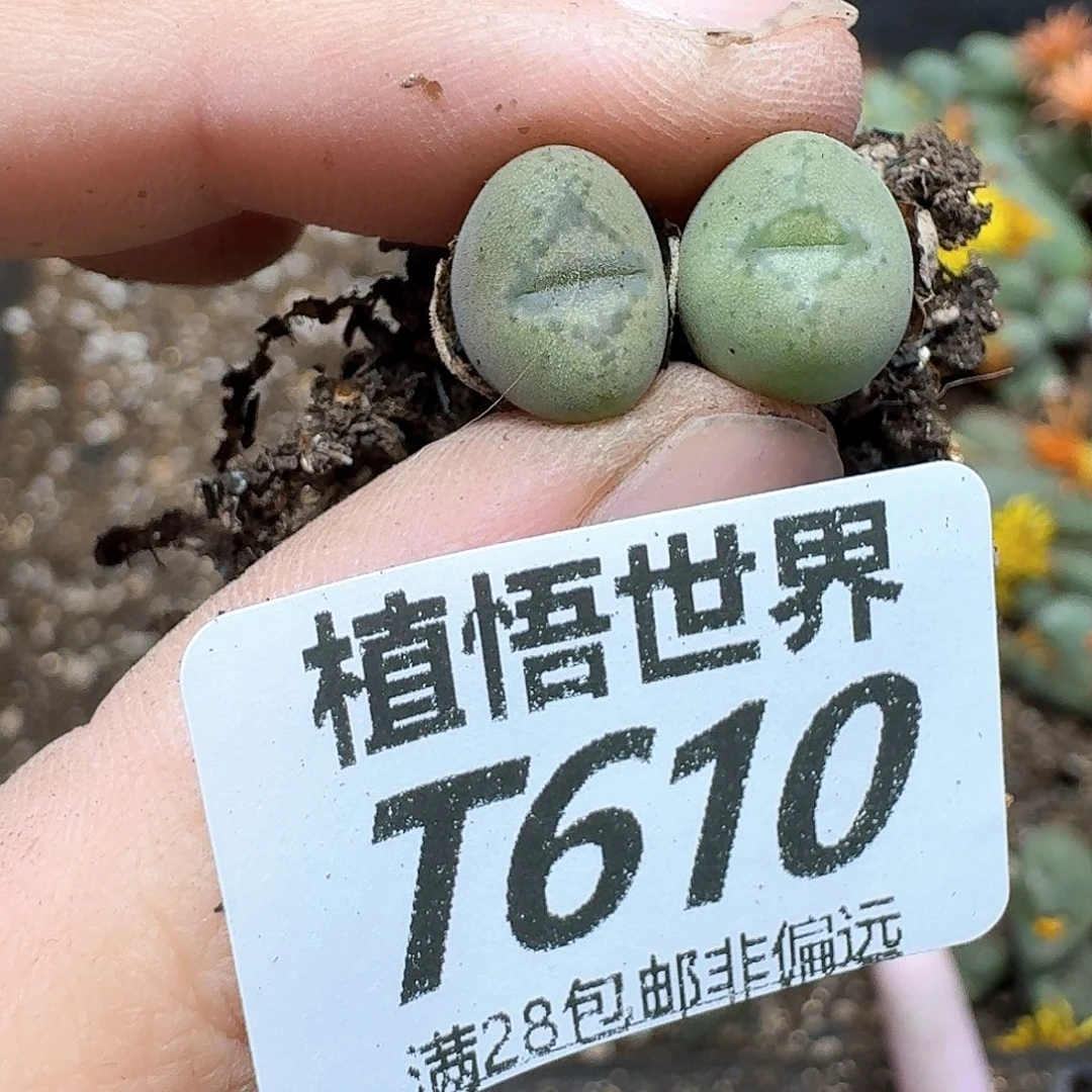 多肉植物的润泽rgh