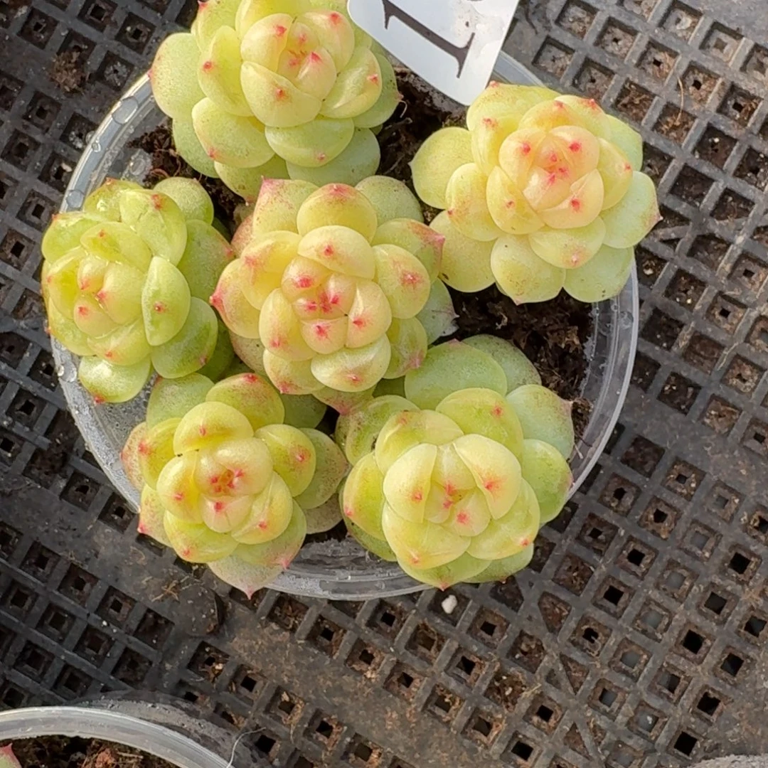 子***嫲多肉植物多肉植物181