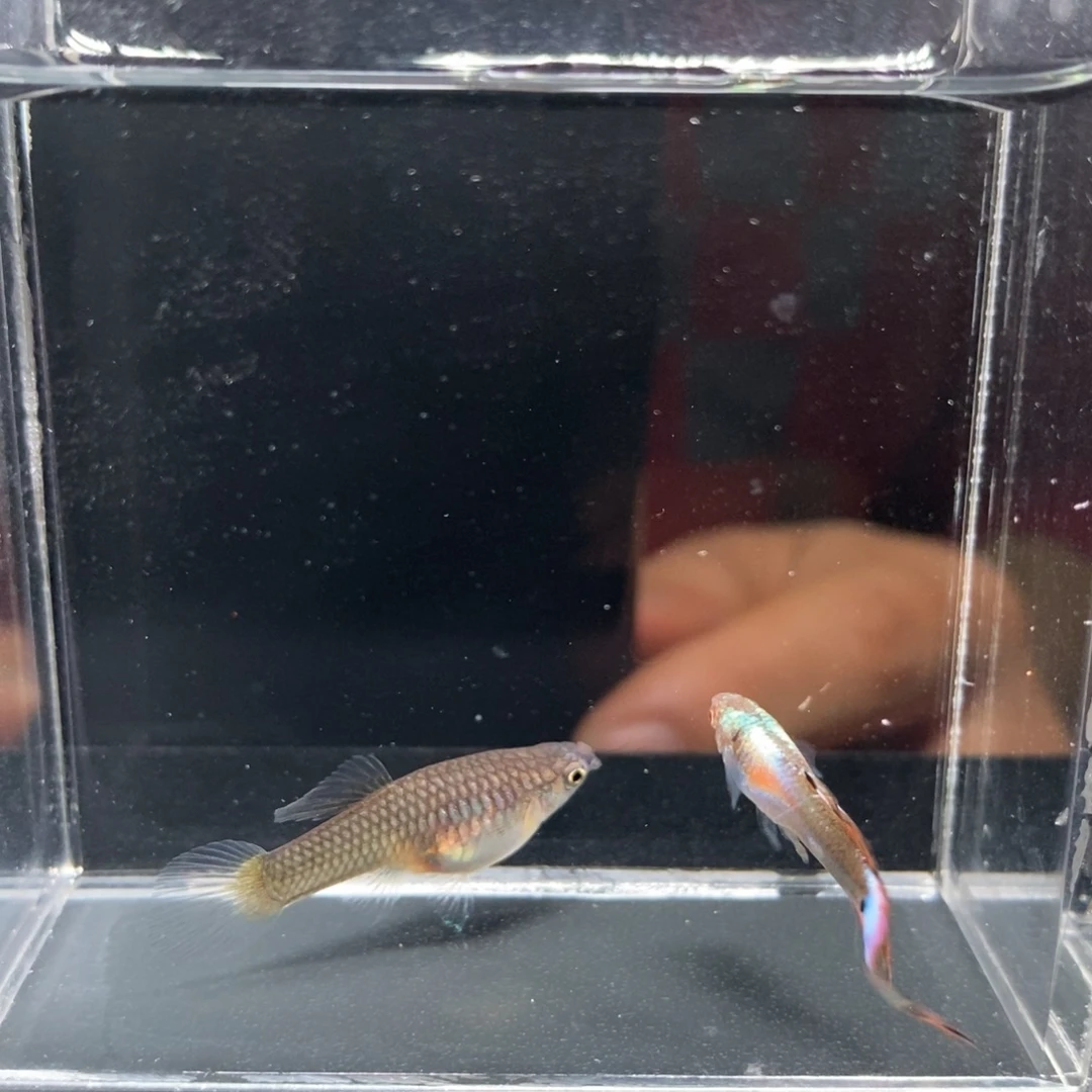 孔雀鱼多彩琉璃琴尾一对