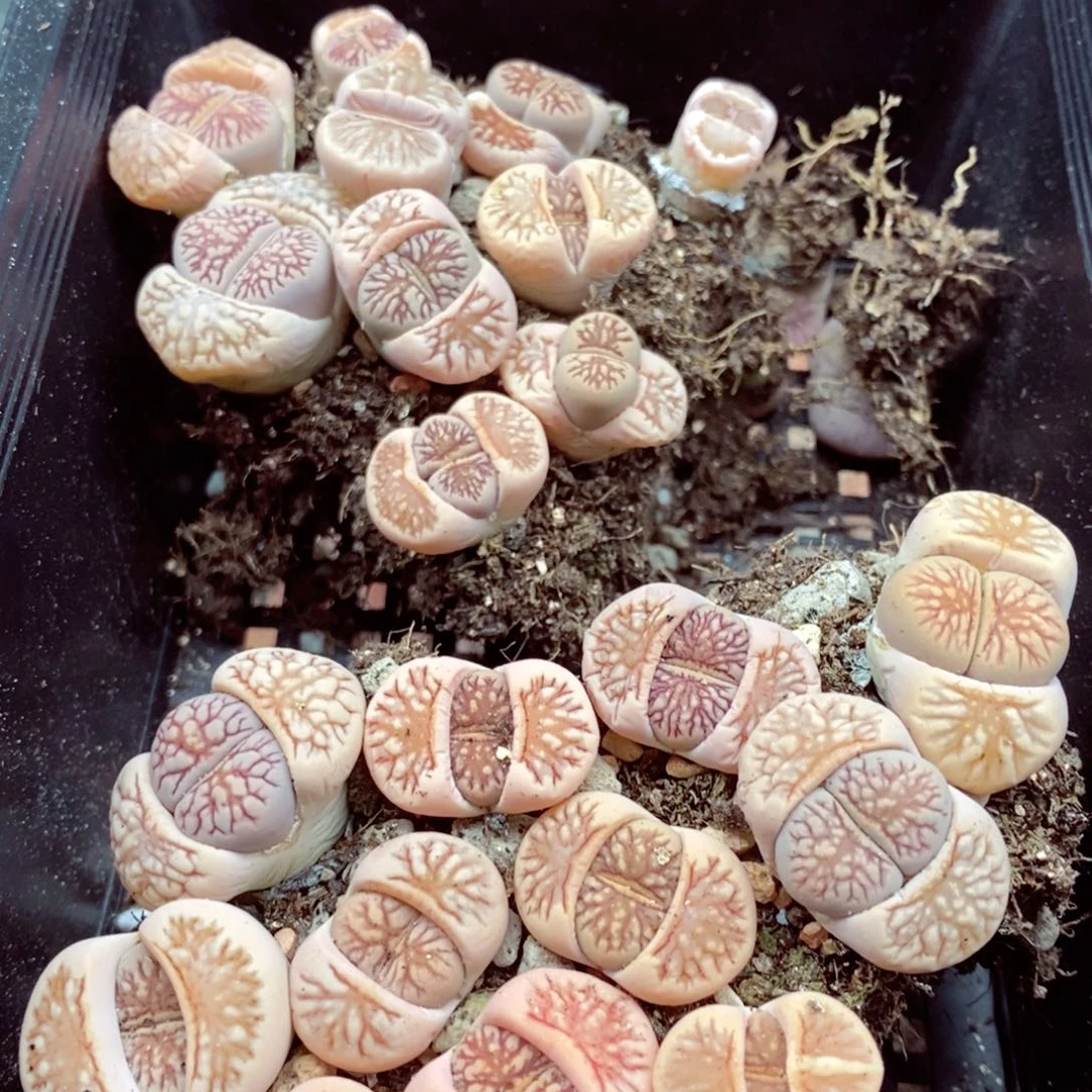 家**宝我的小姐姐们都是我337