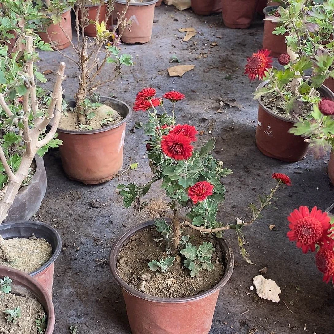 幸***家完全开放盆景菊花开