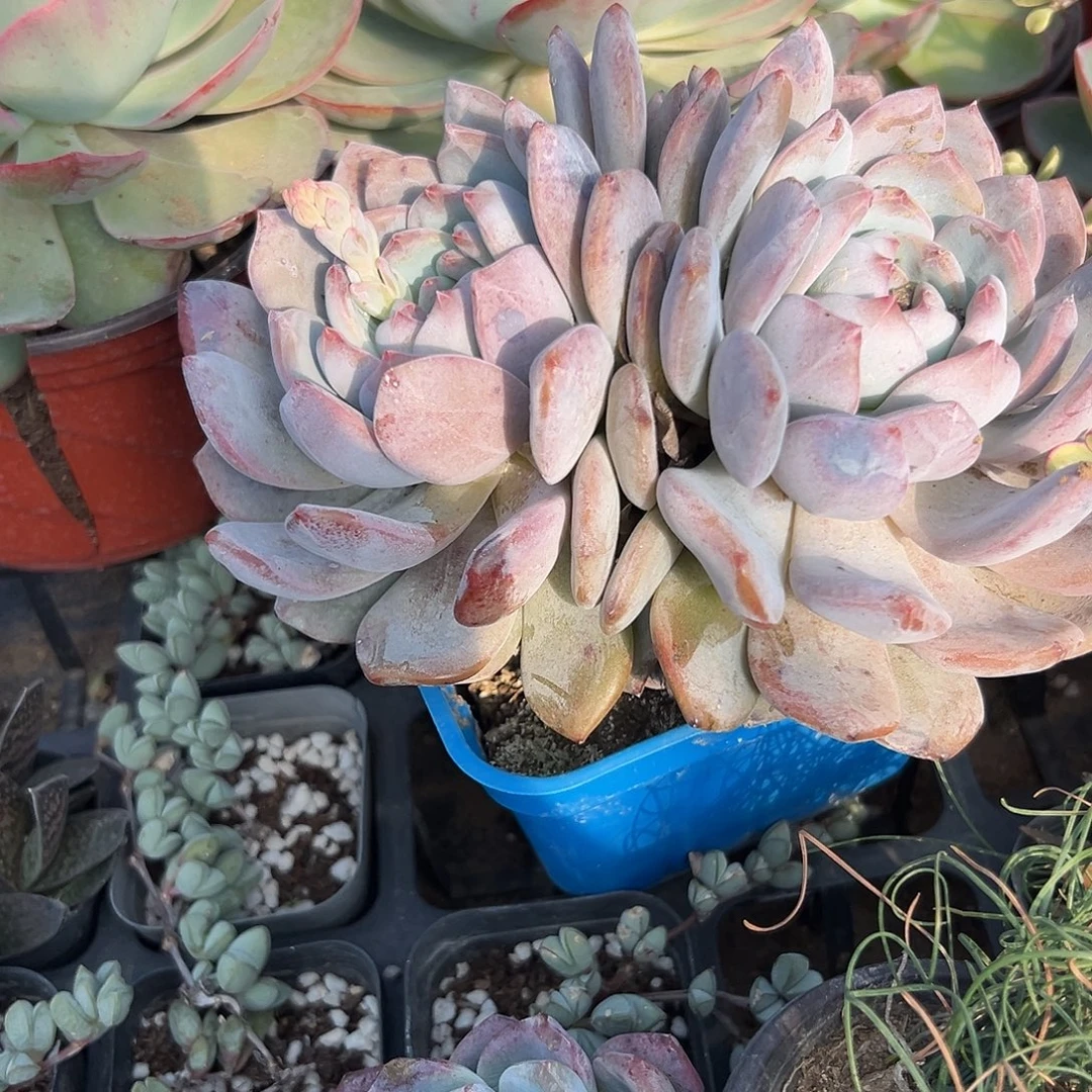 多肉植物多肉植物