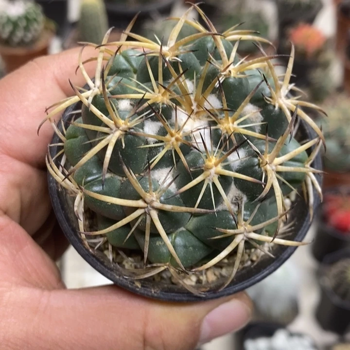 实生天丝象牙特价