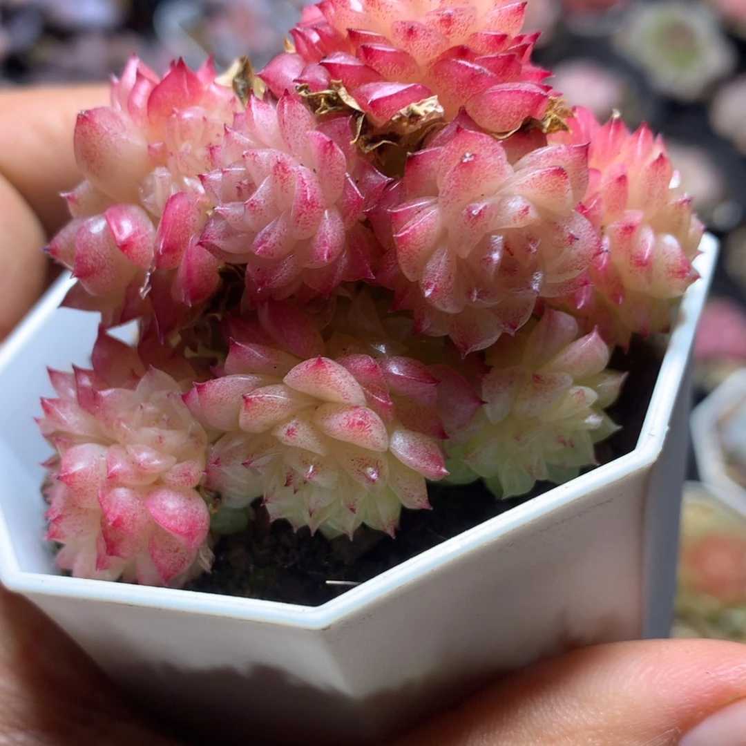 优选麦秆一物一拍