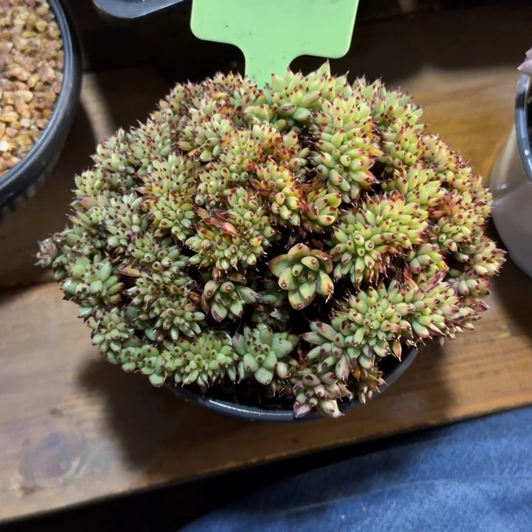 乌木缀化11111111111111111