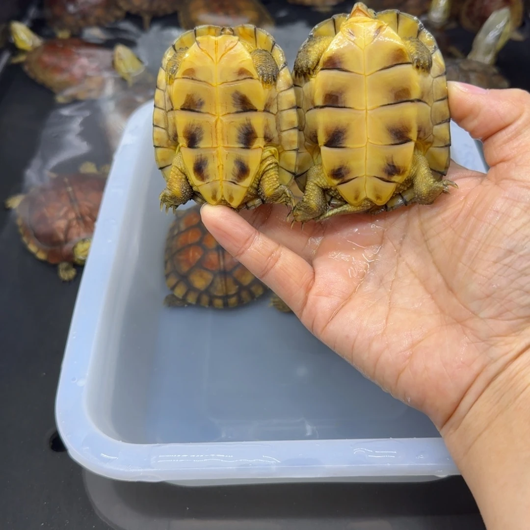 小***坤宠物龟公母搭配背甲6.5 7