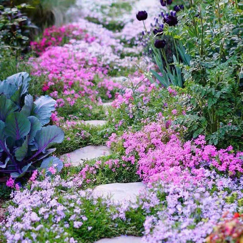 芝樱多年生宿根开花地被植物耐寒耐热